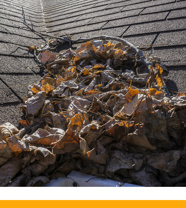 Leafs on a rooftop